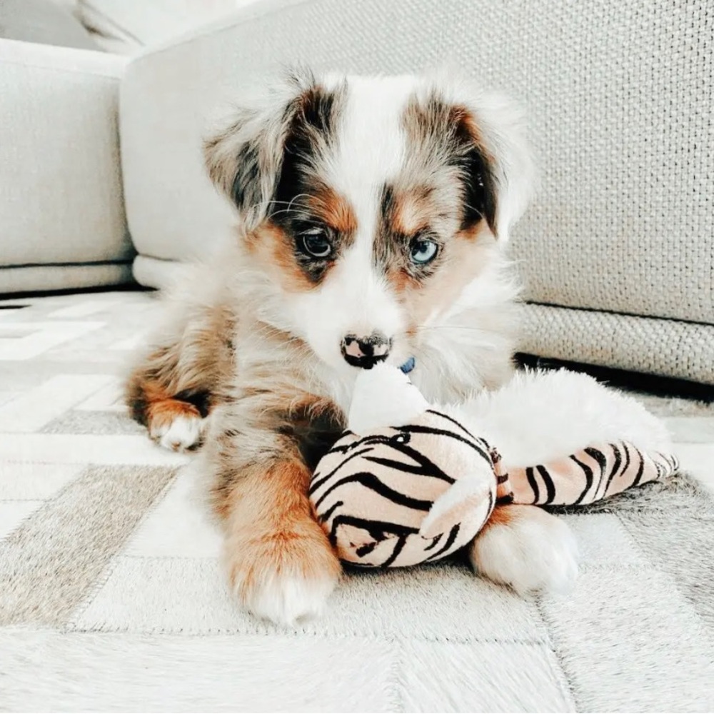 Meet your Posher, Zora